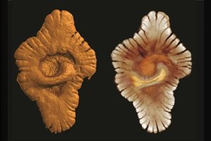 Sudėtinga gyvybė Žemėje galėjo atsirasti daug anksčiau, nei manyta iki šiol – tačiau vėliau nutiko tai