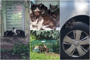 Į gatvę išmesta katė ir 5 kačiukai sujaudino visko mačiusius savanorius: to, ką išvydo, negalėjo pamiršti