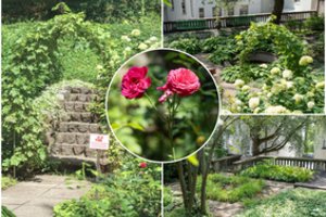 Garsaus dailininko sodą norėjęs pamatyti Arnas liko nusivylęs: įspėja kitus