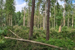 Lietuvos miškuose audra pažeidė apie 80 tūkstančių medžių