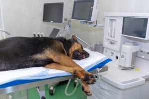 Baisią vyro paslaptį atskleidė šuo: visa tiesa paaiškėjo skubiai apsilankius pas veterinarą