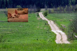 Dingęs šuo po devynerių metų vėl susitiko su šeimininke