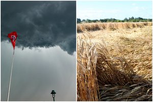 Aiškėja audros žemės ūkiui padarytas mastas: „Kviečiai gali būti netinkami net pašarams“