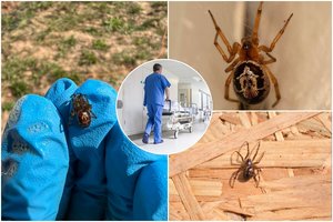 Lietuvoje aptikti vorai, kurių įkandimas – daug nuodingesnis už vietinių: įspėja, kad mūsų klimatas tampa jiems palankesnis