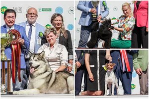 Tarptautinėje šunų parodoje – Lietuvos triumfas: teisėjus sužavėjo Aliaskos malatutas, brazilų terjeras ir nykštukinis pudelis