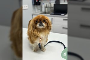 Valkatauti priversta kalytė trokšta ištrūkti iš užburto rato: reikės laiko apsiprasti