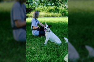 Prieš 5 m. iš prieglaudos paimta ir vėl grąžinta Čilė – tikra pirmūnė: trokšta žmogaus meilės