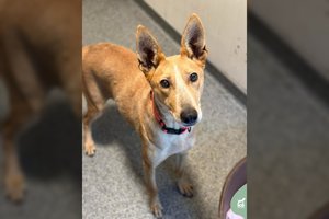 Ši gražuolė gali tapti geriausia drauge, tačiau prireiks vieno dalyko: įspėja, kad tiks ne bet kam