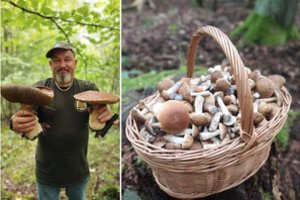 Lietuvoje – grybų karštinė, tačiau pilnomis pintinėmis baravykų ar raudonviršių grįš ne visi