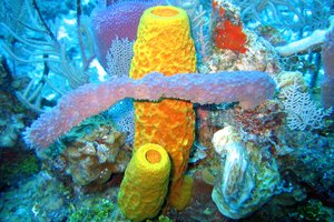 Kas buvo tie pirmieji gyvūnai, kurie užsiėmė seksu?