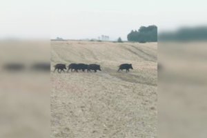 Kėdainių rajono lauke užfiksavo ilgam atmintin įsirėžusį vaizdą: „Tas maras traukiasi“