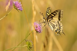 Šis drugelis – vienas didžiausių Europoje: pasakė, kur galima juos pamatyti
