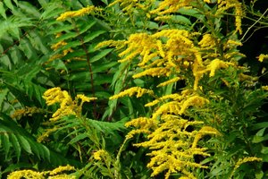 Šio augalo auginimas sode gali užtraukti keturženklę baudą: kenkia net ir sveikatai