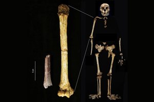 Neįtikėtina: senoviniai žmonės „hobitai“ buvo dar mažesni, nei manyta