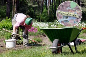 Lietuvos augaluose – invaziniai kenkėjai ir nebūdingos ligos: pradėjo graužti net tai, ko anksčiau nelietė