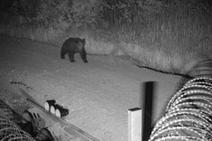 Sukurtas Lietuvoje pastebėtų meškų žemėlapis