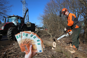 Užsimojus didinti medžių proskynas dėl platinamų elektros linijų, liejasi aštri kritika: medžiai ar elektros tiekimas?