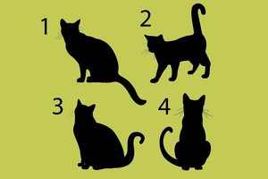 Pasirinkite katės siluetą: štai koks jūsų gyvenimo tikslas