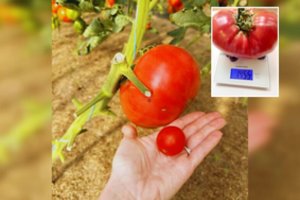 Neringos ir Tado šiltnamyje – pomidoras rekordininkas: papasakojo, kaip pavyko užauginti tokį milžiną