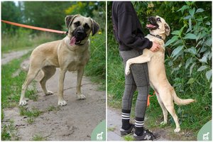 Kukli ir išsigandusi kalytė pražydo patyrusi žmogaus meilę: trokšta krėsti išdaigas savo namuose