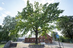 Pirmųjų Lietuvos olimpiečių palikimas tebeveši: jų sodintas ąžuolas toliau džiugina kauniečius 
