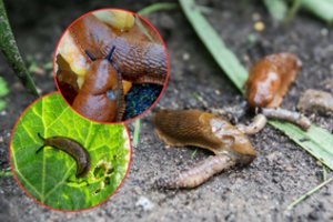 Sodininkas atrado naują būdą, kaip lengvai sode išnaikinti šliužus: ši priemonė itin veiksminga