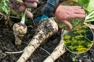 Ši daržovė – nuodinga ne mažiau nei Sosnovskio barščiai: gali pridaryti didelės žalos sveikatai