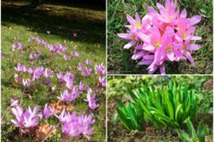 Unikali gėlė, kurios be pirštinių geriau neliesti: ir naudinga, ir nuodinga, o sode žydi – net iki žiemos