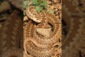 Vilniaus darželyje angis įkando trimetei: mergaitė paguldyta į reanimacijos skyrių