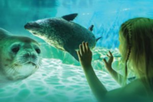 Planas dar šiai vasarai – Klaipėda šeimoms paruošė ypatingų pramogų