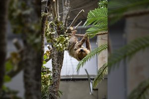 Kauno zoologijos sode – naujas gyventojas: atkeliavo dvipirštis tinginys