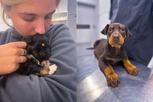 Šuniuko įsigijimas: kelias į naujus namus ir ką turi žinoti rūpestingas šeimininkas?