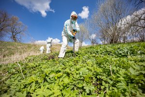 Šiuo metu žydi vieni pavojingiausių augalų: specialistas paaiškino, kaip apsisaugoti