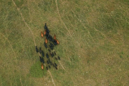 Medžiais apaugusios ganyklos – vienos vertingiausių Europos bendrijos svarbos gamtinių buveinių. 