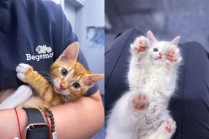 Kačiuko įsigijimas: pirmieji žingsniai naujuose namuose, priežiūra ir mityba