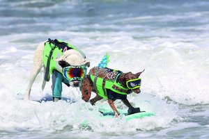 Paplūdimyje buvo galima gėrėtis stulbinančiu vaizdu – bangas skrodė daugybė keturkojų