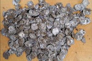 Netikėta sėkmė: statybų metu aptiko didžiulį viduramžių monetų lobį