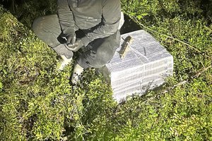 Susirinkti baltarusiškų cigarečių į pasienio ruožą trakiškis atvyko automobiliu, nors teisę vairuoti yra praradęs