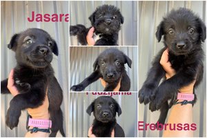 Meilės ir nuotykių ištroškęs penketukas ieško namų: jie pakeis jūsų gyvenimus