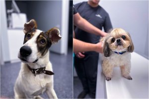 Šunų skiepai: nuo ko, kada ir kodėl reikia skiepyti šunis?