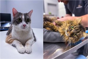 Kačių skiepai: viskas, ką reikia žinoti apie jūsų augintinio sveikatos apsaugą