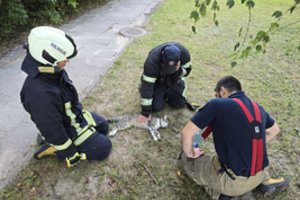 Po tragiškai pasibaigusio incidento – perspėjimas: viena neapdairi klaida gali kainuoti augintinio gyvybę