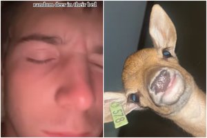 Po vakarėlio vaikinas atsibudo su elniu savo lovoje: užfiksavo „ypatingą“ rytą