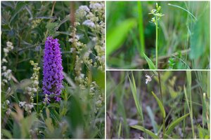 Atkuriamose Baltosios Vokės šlapžemėse – gausi retų orchidėjų augavietė
