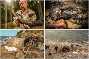 Pamatykite: paplūdimyje rastas netikėtas radinys – tikra mamuto iltis