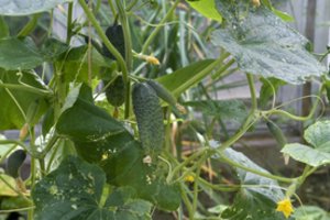 Pratęskite vasarą savo darže: vienas triukas ir agurkų dar turėsite iki rudens vidurio