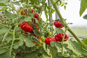 Sodininkas atskleidė, kuo ir kodėl rugpjūtį būtinai purškia pomidorų krūmus