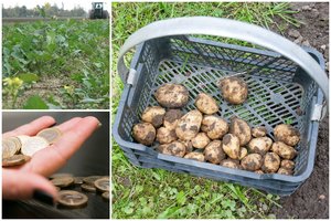 Nerimą keliančios žinios iš bulvių augintojų: nukasto derliaus gali neužtekti net iki žiemos