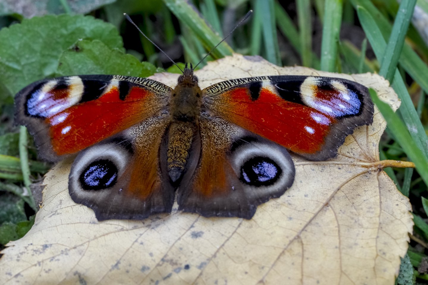 Drugelis.<br>V.Ščiavinsko nuotr.