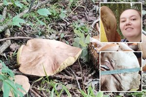 Grybų karštinės čempionas? Kėdainietė aptiko tikrą milžiną baravyką